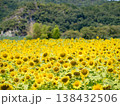 ひまわり畑　2025 138432506