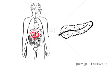 Pancreas Organs Sketch  138432687