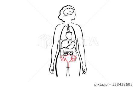 Female reproductive system Female reproductive system 138432693