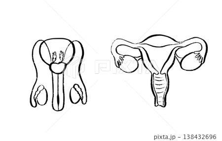 Human Organs Sketch Human Organs Sketch 138432696