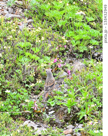 高山植物の花畑を歩くイワヒバリ 138432949