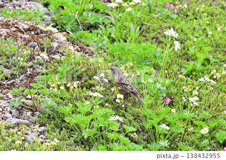高山植物の花畑を歩くイワヒバリ 138432955