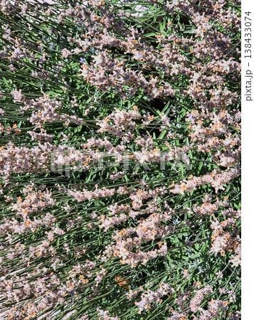 lavender bushes 138433074