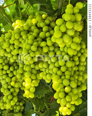 A cluster of ripe, light grapes, ready to be picked, shimmering in the dense foliage 138433111