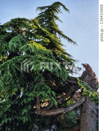 Unusual shape of a cedrus libani tree. The tree was damaged by bad weather. Unusual shape of a cedrus libani tree. The tree was damaged by bad weather. 138433808