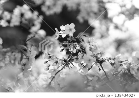山桜 138434027