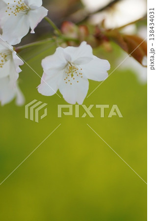 山桜の花 138434031