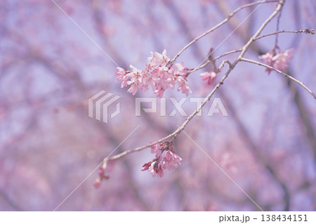 堀尾跡公園に咲く垂れ桜（愛知県大口町） 138434151