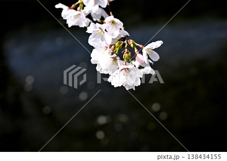 五条川のほとりに咲く可憐なサクラ(愛知県大口町) 五条川のほとりに咲く可憐なサクラ(愛知県大口町) 138434155