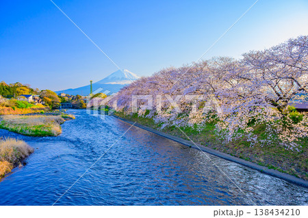 富士山と満開の桜並木 潤井川・龍巌淵の絶景風景 静岡県富士市 138434210