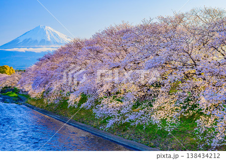 富士山と満開の桜並木 潤井川・龍巌淵の絶景風景 静岡県富士市 富士山と満開の桜並木 潤井川・龍巌淵の絶景風景 静岡県富士市 138434212