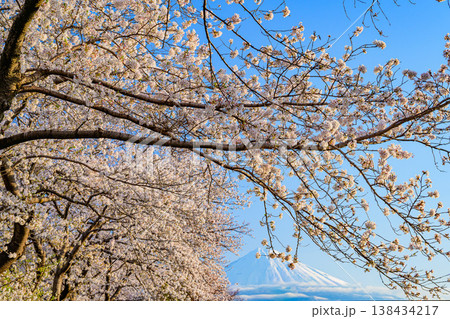 富士山と満開の桜並木 潤井川・龍巌淵の絶景風景 静岡県富士市 富士山と満開の桜並木 潤井川・龍巌淵の絶景風景 静岡県富士市 138434217