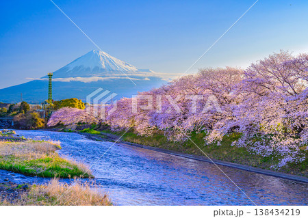 富士山と満開の桜並木 潤井川・龍巌淵の絶景風景 静岡県富士市 138434219