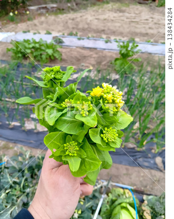 収穫した白菜の菜の花 138434284