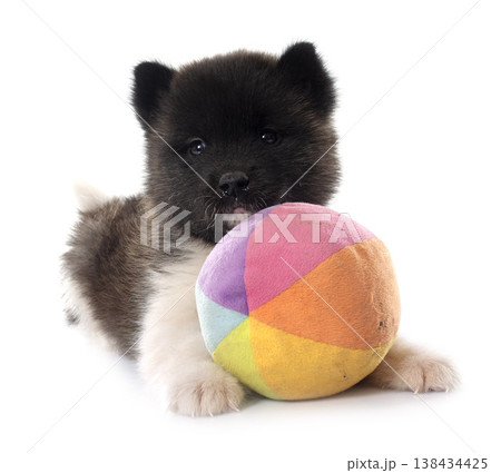 puppy amerikan akita in studio 138434425