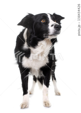 black and white border collie black and white border collie 138434426