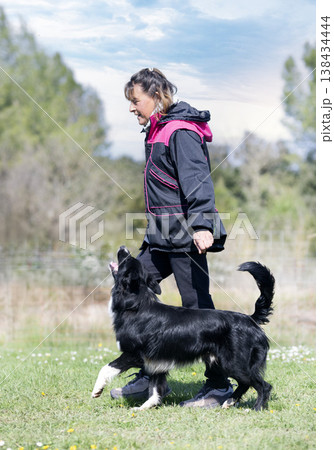 obedience training with a border collie obedience training with a border collie 138434444