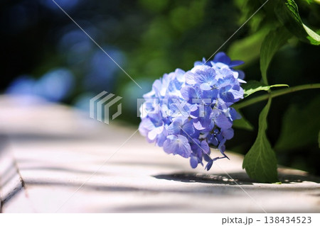 青紫の紫陽花と影 青紫の紫陽花と影 138434523