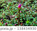 コメツツジのつぼみ 138434930
