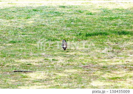 公園の芝生を歩く野鳥 公園の芝生を歩く野鳥 138435009