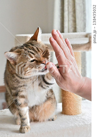 ハイタッチで挨拶する猫 ハイタッチで挨拶する猫 138435032