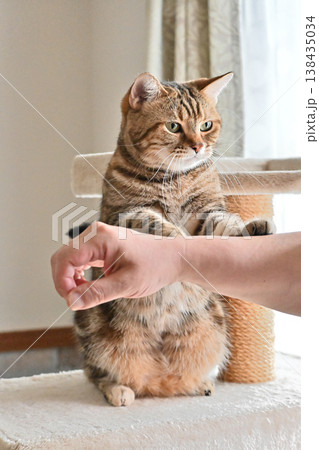 ハイタッチで挨拶する猫 138435034