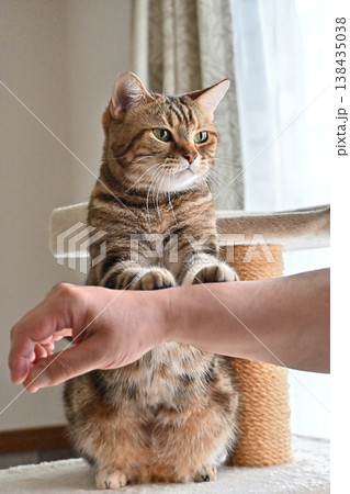 ハイタッチで挨拶する猫 138435038