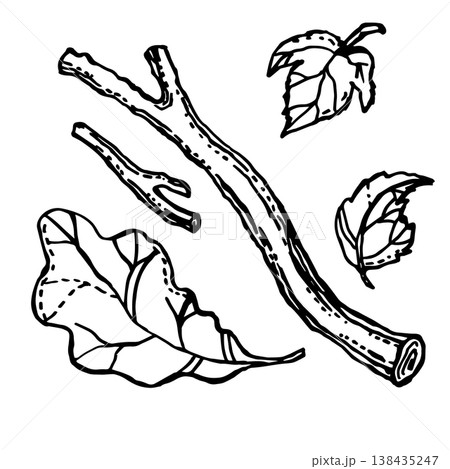 Pieces of branches and leaves Pieces of branches and leaves 138435247