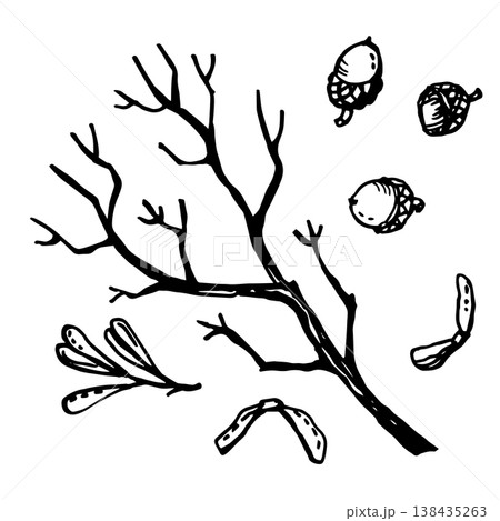 Bare branch, acorns, maple samara Bare branch, acorns, maple samara 138435263