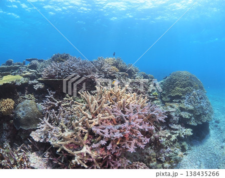 石垣島の色鮮やかなサンゴ礁が広がる水中風景 石垣島の色鮮やかなサンゴ礁が広がる水中風景 138435266