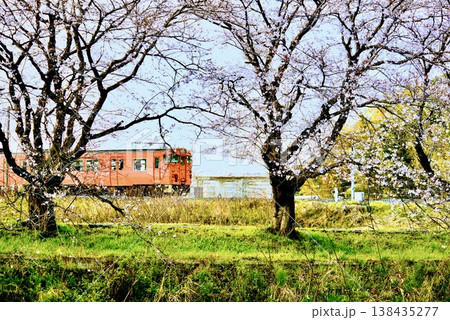 桜咲く川岸を走るレトロな赤い列車 桜咲く川岸を走るレトロな赤い列車 138435277
