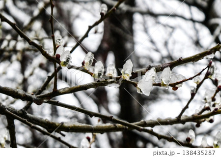 北国岩手県八幡平で折角さいた猫柳に前の晩に降ったなごり雪で氷ついた花 北国岩手県八幡平で折角さいた猫柳に前の晩に降ったなごり雪で氷ついた花 138435287