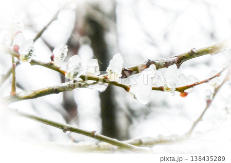 北国岩手県八幡平で折角さいた猫柳に前の晩に降ったなごり雪で氷ついた花 北国岩手県八幡平で折角さいた猫柳に前の晩に降ったなごり雪で氷ついた花 138435289