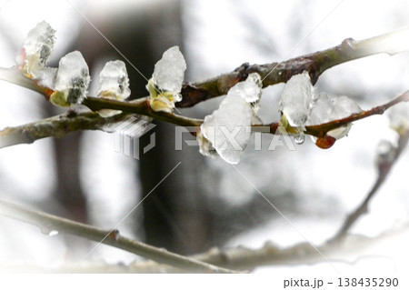 北国岩手県八幡平で折角さいた猫柳に前の晩に降ったなごり雪で氷ついた花 北国岩手県八幡平で折角さいた猫柳に前の晩に降ったなごり雪で氷ついた花 138435290