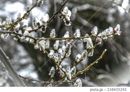 北国岩手県八幡平で折角さいた猫柳に前の晩に降ったなごり雪で氷ついた花 北国岩手県八幡平で折角さいた猫柳に前の晩に降ったなごり雪で氷ついた花 138435291