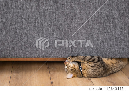 Tabby cat scratching gray sofa fabric, damaging furniture, anti-scratch upholstery concept for pet owners, home interior scene. Tabby cat scratching gray sofa fabric, damaging furniture, anti-scratch upholstery concept for pet owners, home interior scene. 138435354