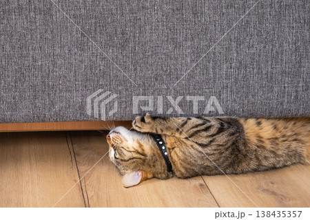 Cat stretches and scratches at base of sofa, damaging modern furniture, focus on anti-vandal upholstery and pet-friendly interior solutions. 138435357