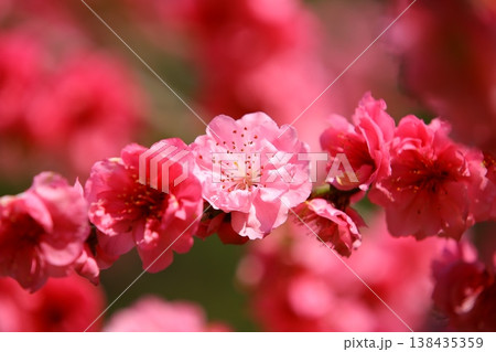 モモの花 はなもも 桃花 138435359