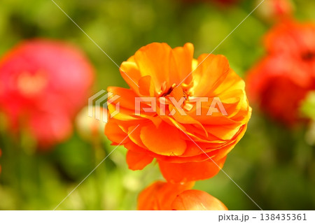 ハナキンポウゲ 花 フラワー 138435361