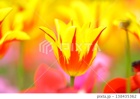 チューリップ ﾁｭｰﾘｯﾌﾟ 花 138435362