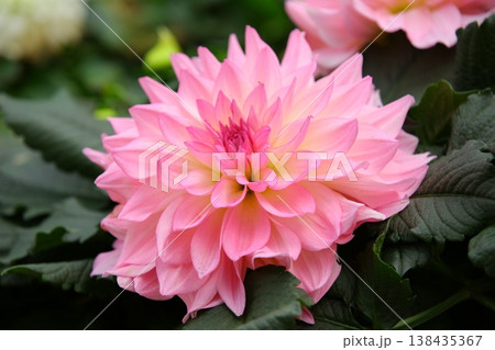 花 フラワー お花 138435367