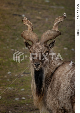 Male Turkmenian markhor Capra falconeri heptneri. Male Turkmenian markhor Capra falconeri heptneri. 138435400