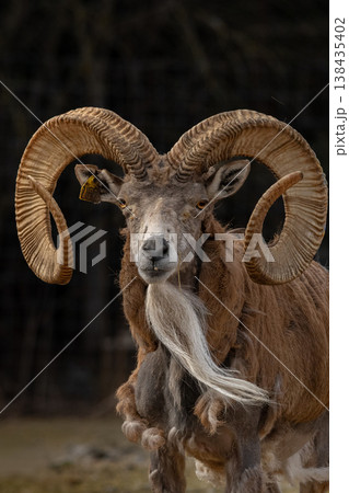 Transcaspian urial Ovis orientalis arkal. Transcaspian urial Ovis orientalis arkal. 138435402