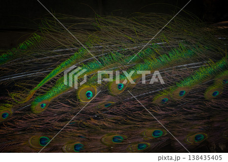 peacock feathers filling the frame 138435405