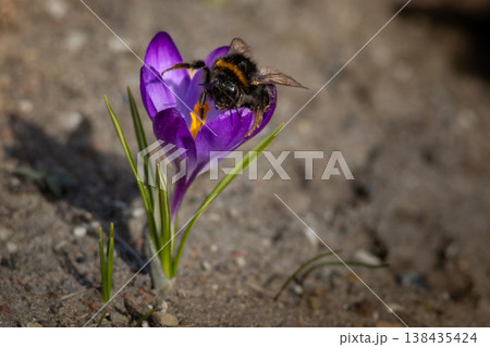 Bumble-bee polluted in the pollen 138435424