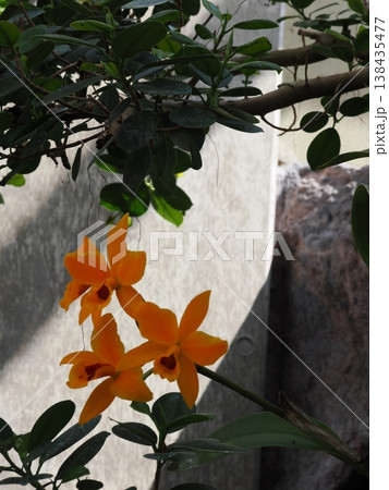植物館の光に映える山吹色のレリオカトレア・ゴールドディッガー 植物館の光に映える山吹色のレリオカトレア・ゴールドディッガー 138435477