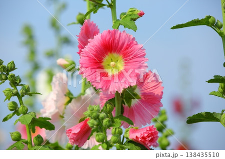 花 フラワー お花 138435510