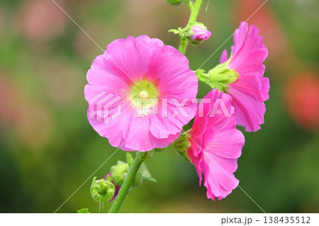 花 フラワー お花 138435512