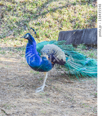 雨引観音の優雅な孔雀、鮮やかな青い鳥 138435548