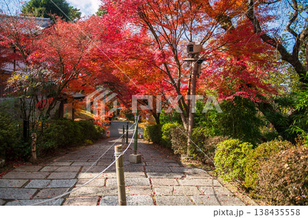 Red Maple foliage tree tunnel at Manshuin temple in autumn, Kyoto Red Maple foliage tree tunnel at Manshuin temple in autumn, Kyoto 138435558